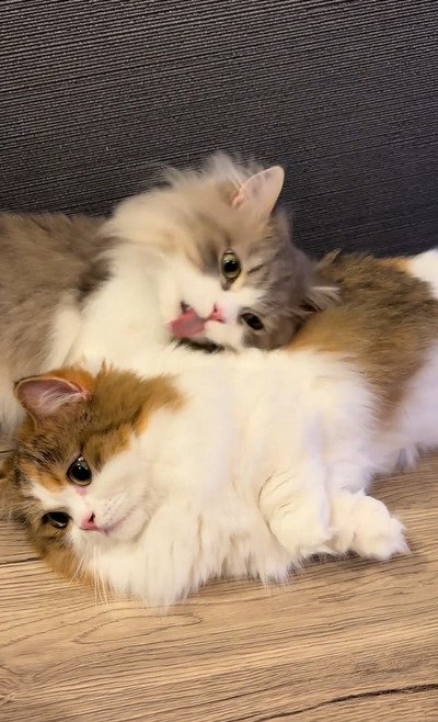 猫のほっけちゃんを毛づくろいする猫のまぐろくん