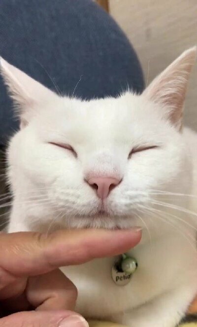 目を閉じながら撫でられるリリーちゃん