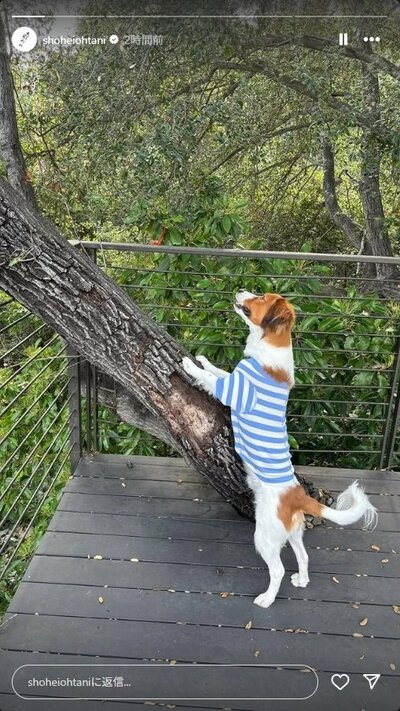 大谷翔平のInstagramストーリーズ投稿