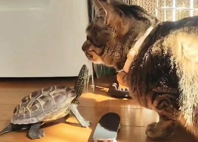 小雪ちゃんの唇に向かって首を伸ばす軍曹くん