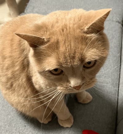 「ご飯、はよ」