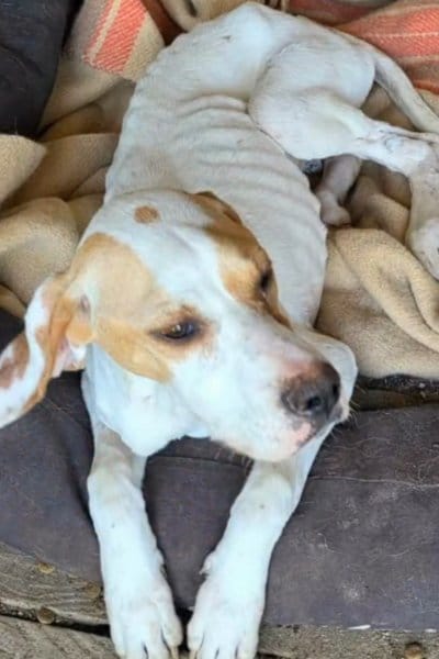 出所：@<u><a href="https://www.instagram.com/p/DZITNqjFDKG/" target="_blank">greekanimalrescue</a></u>