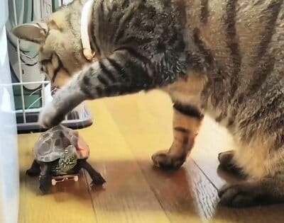 「ちょっと、そこどいてくれる？」前足で軍曹くんを移動させる小雪ちゃん