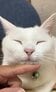 「一瞬の表情が神」猫ちゃんがナデナデでうっとり→止めると意外な顔に！