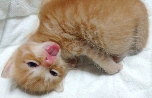 【0歳→成長後で変貌】ギャップが大きい猫がSNSで注目の的に「この顔に惚れた」