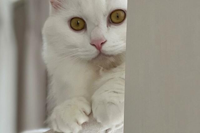 キャットタワー移動したら「痩せそう」元保護猫の行動にホッコリ