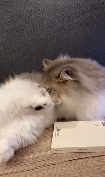 おててが短い猫ちゃんが兄妹喧嘩？！→かわいすぎる衝撃の展開に悶絶！