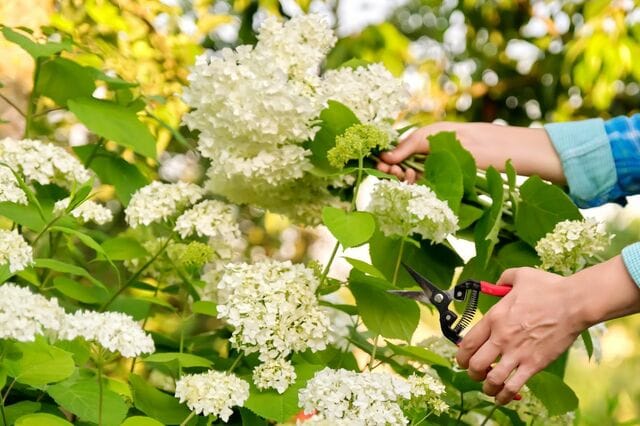 植えっぱなしのアジサイを【剪定＆挿し木】来年も咲かせるカットのコツ＆株を増やす挿し木の方法〈実践レポート〉