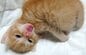 【0歳→成長後で変貌】ギャップが大きい猫がSNSで注目の的に「この顔に惚れた」