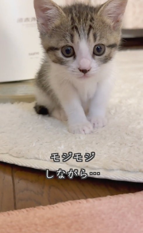 出所：＠lumi.townca