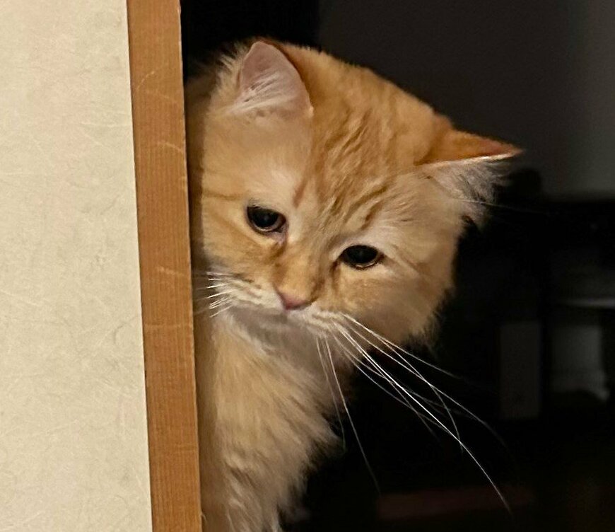 出所：@NEKOLAND13