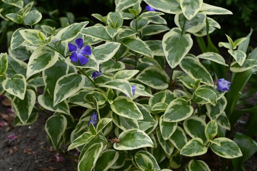 agatchen/shutterstock.com