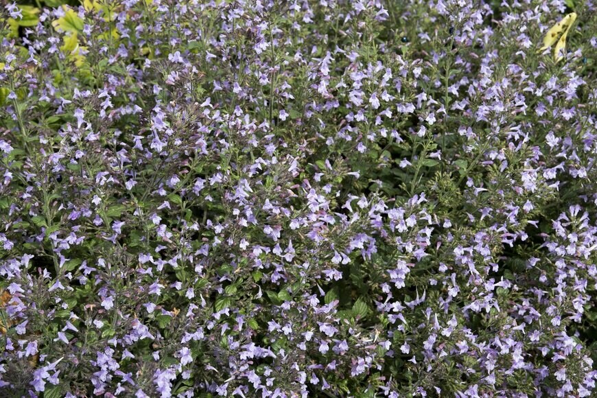 Wiert nieuman/Shutterstock.com