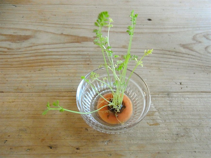 人参だけじゃなく、大根のヘタからも葉っぱが生えますよ