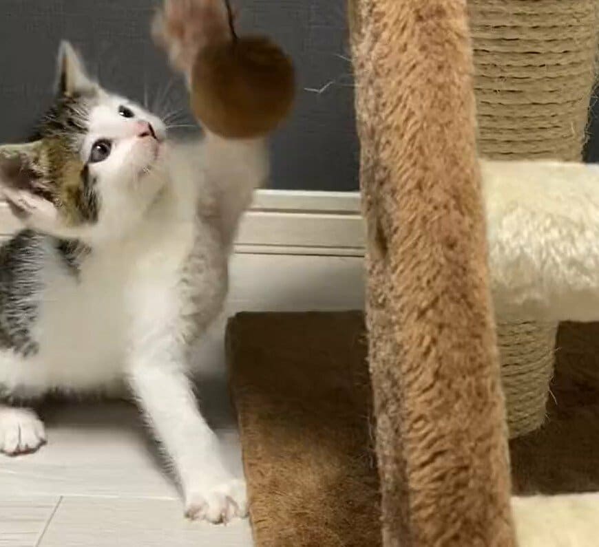 出所：@Saeroyi_cat