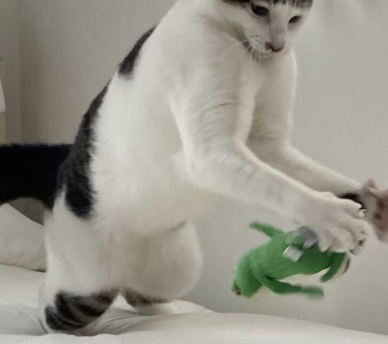 出所：@Saeroyi_cat