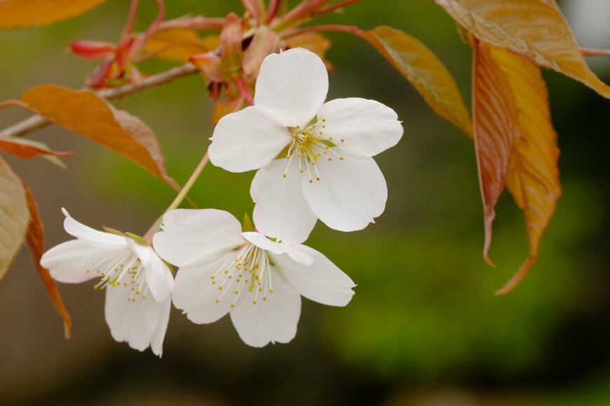 shepherdsatellite/shutterstock.com