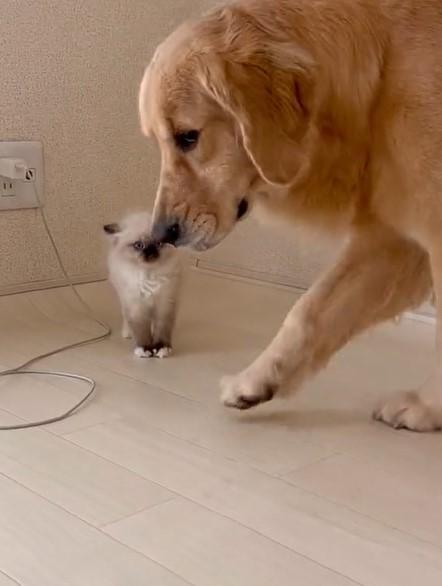 出所：@pu_channeldesu