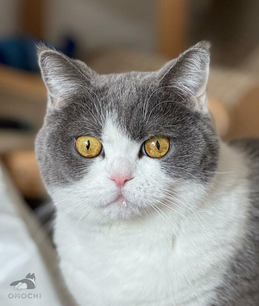 出所：@omochiomoching