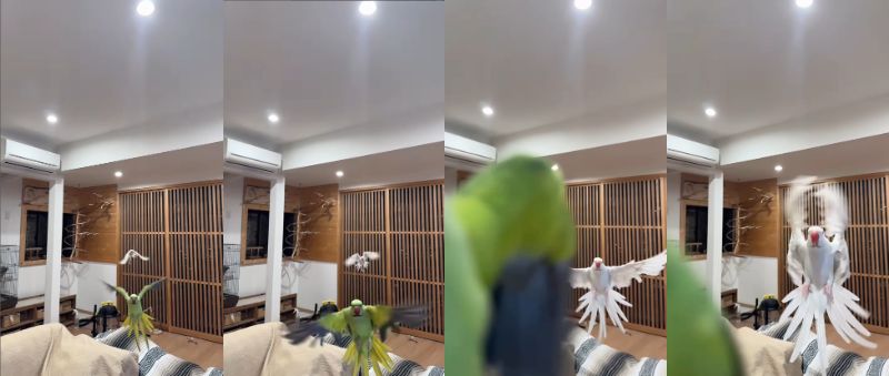 出所：@zundamame_cockatiel