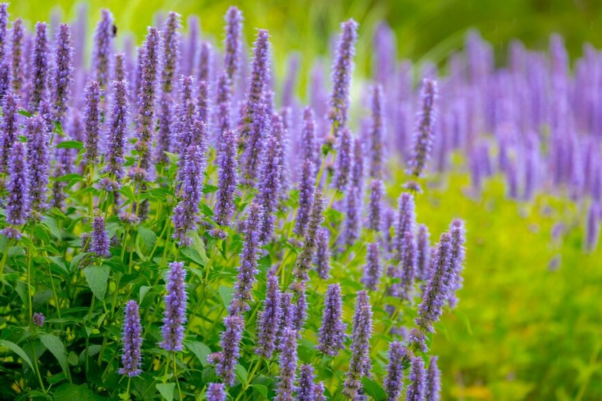 【お金をかけない庭づくり】ナチュラルガーデンに「植えっぱなし」1苗で大きく育つ多年草10選