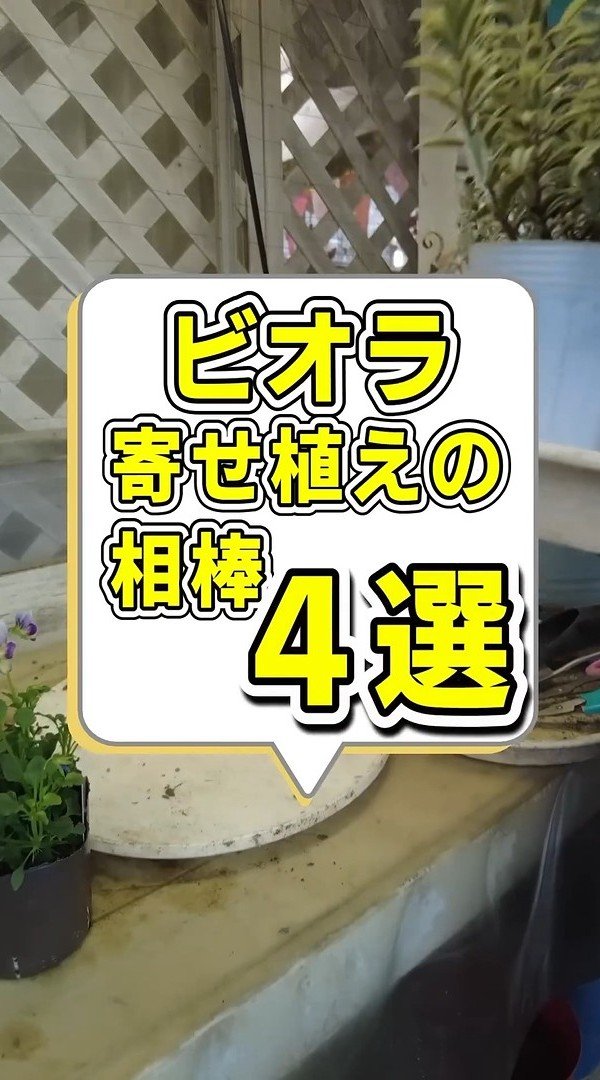 【園芸のプロ解説】初心者でも簡単《ビオラの寄せ植え》がセンスよく決まる！オシャレな相棒4選