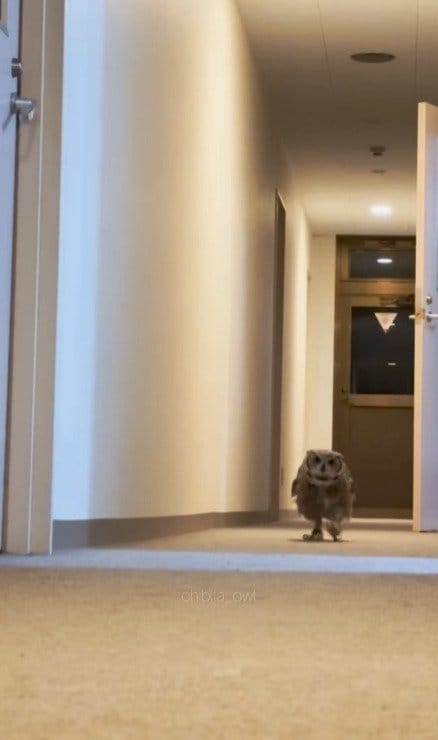 出所：@chibita_owl