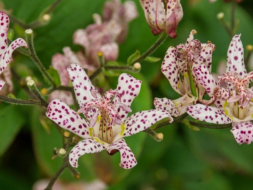 kristof lauwers/shutterstock.com