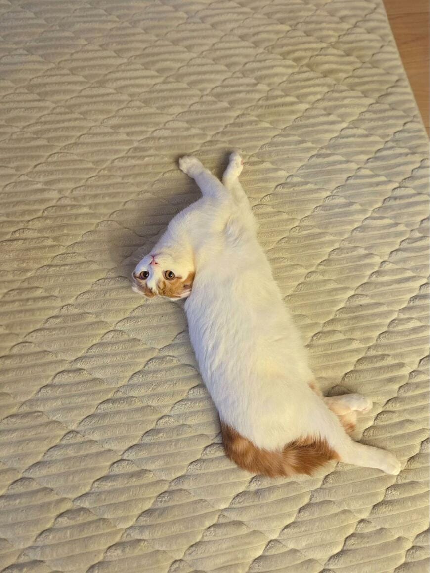 出所：@sera230813