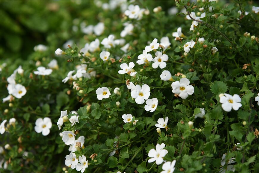 バコパ（photoPOU/Shutterstock.com）