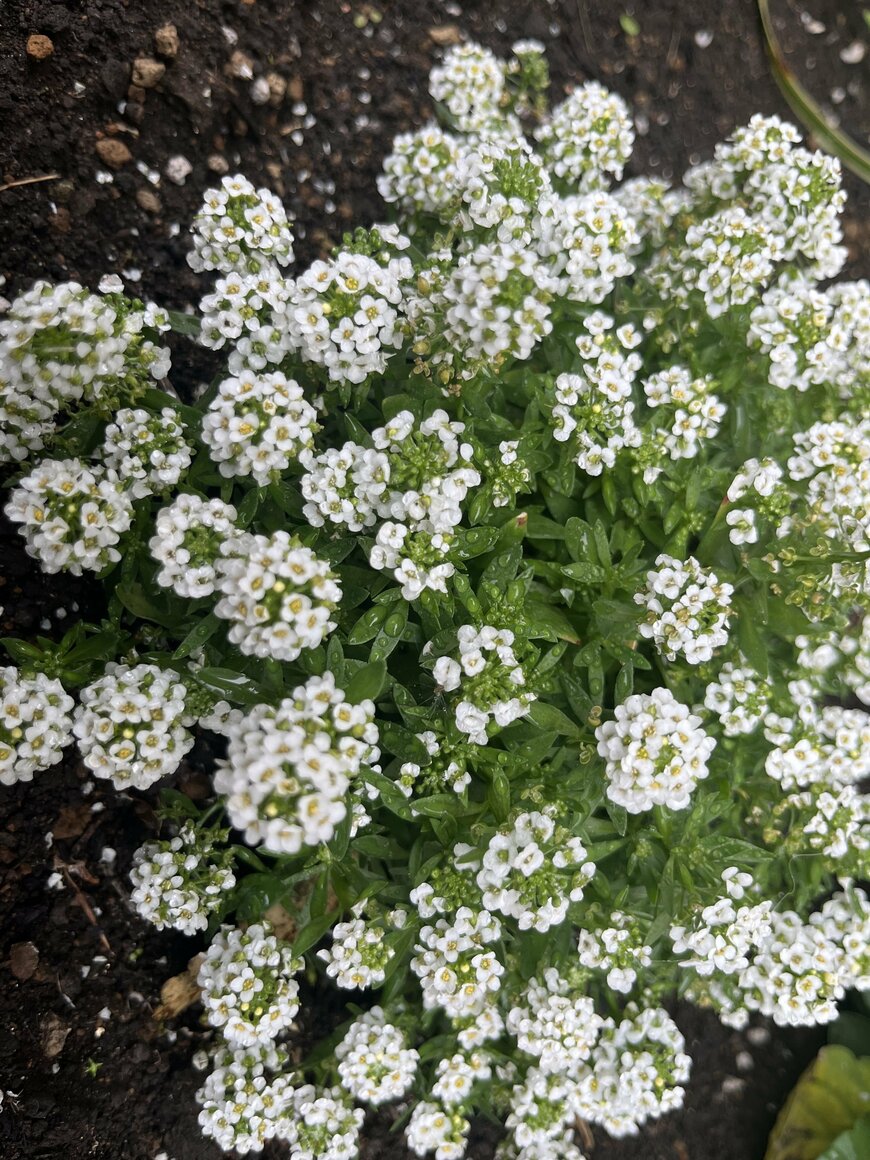 出所：LIMO編集部撮影