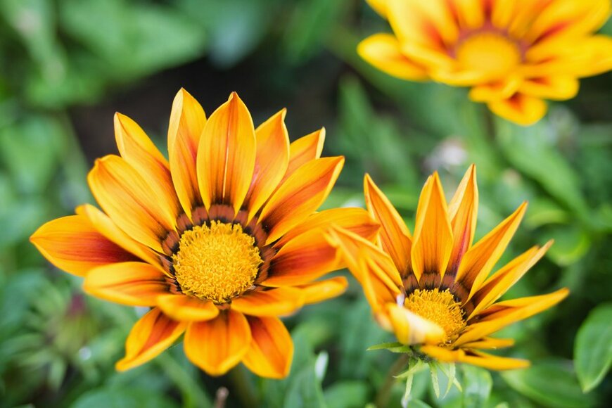 Sia Sia/shutterstock.com