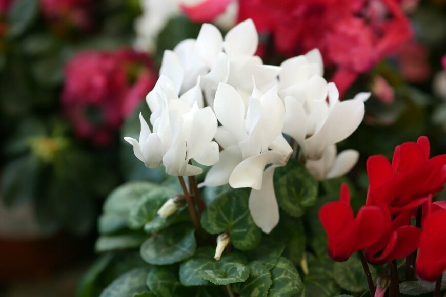 ガーデンシクラメン　Tibesty/shutterstock.com