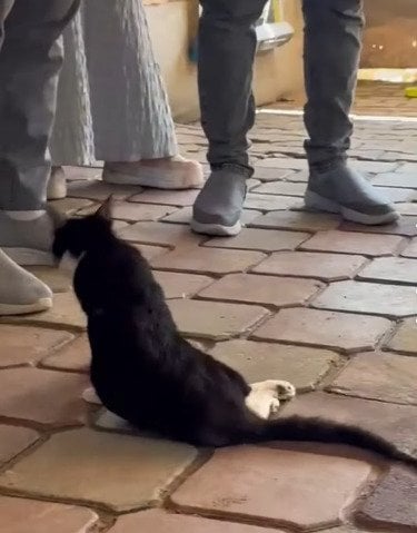 自宅近くでの爆発音に驚き「4階から飛び降りた猫」　後ろ足が麻痺する怪我に「少しでもよくなって」