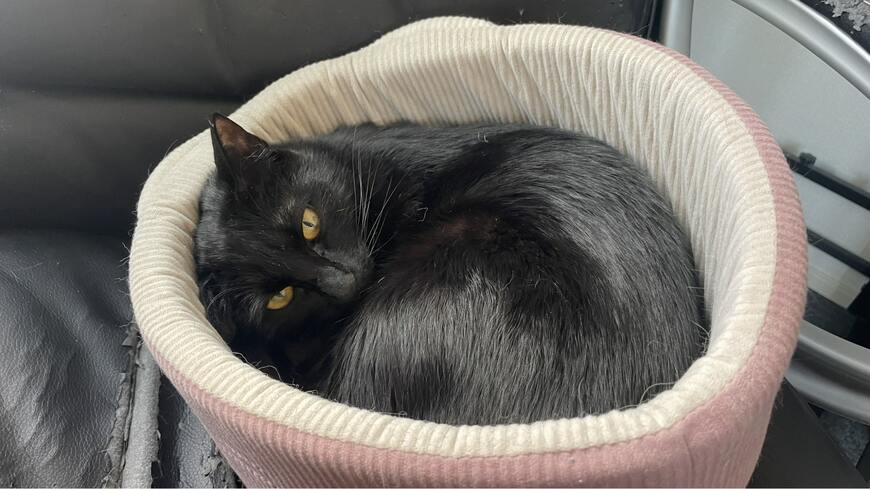 出所：@Teagle_Noir