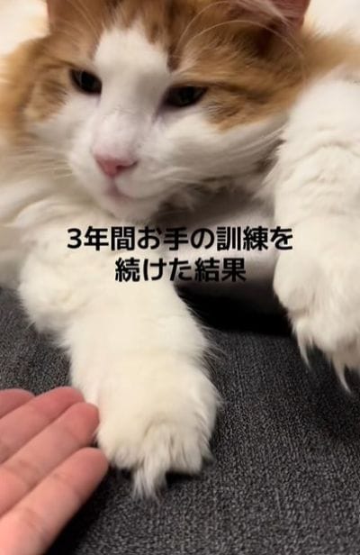 出所：@mofumofuneko6