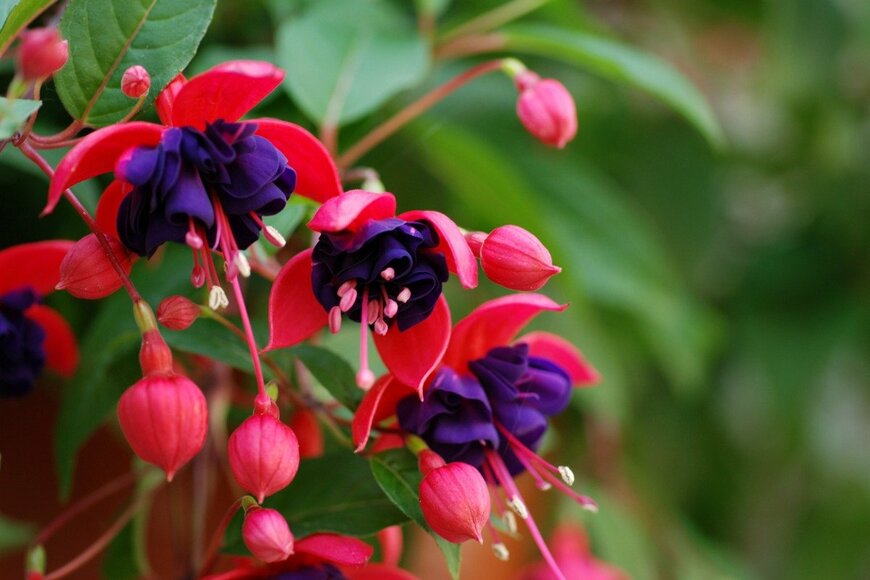 mschenk/istockphoto.com