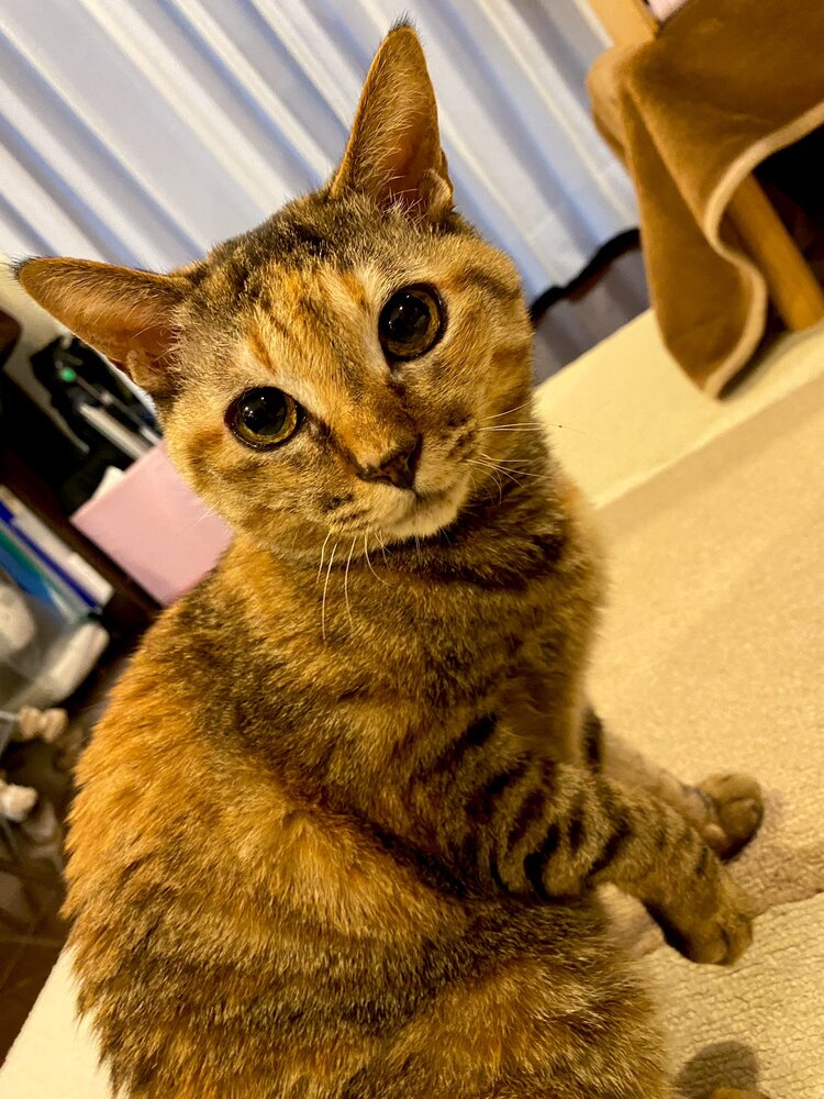 出所：@Adonis_Beginner