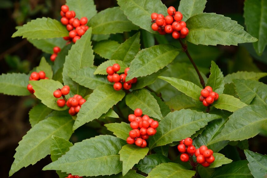 High Mountain/Shutterstock.com