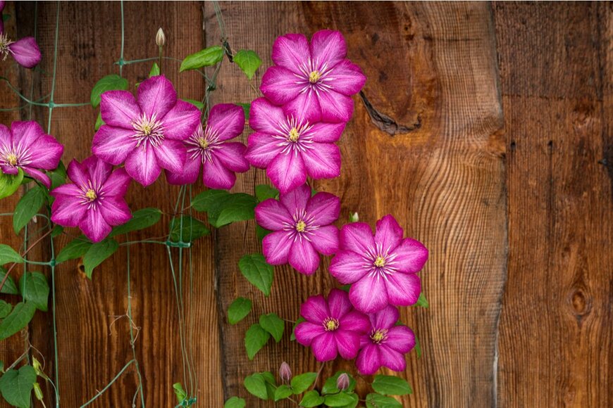 クレマチス（Stetiukha Kristina/shutterstock.com）