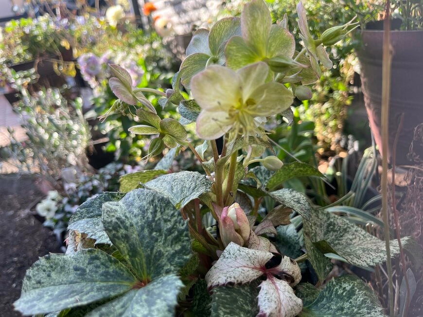 LIMOガーデニング部撮影