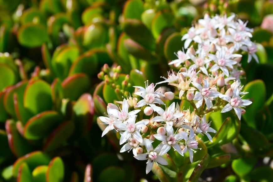 svf74/Shutterstock.com