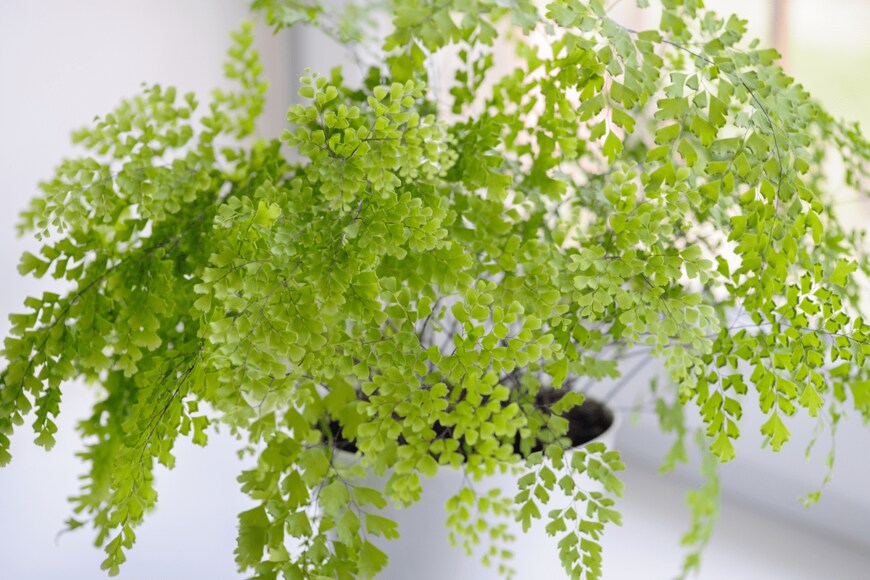 Lja_Lja/shutterstock.com