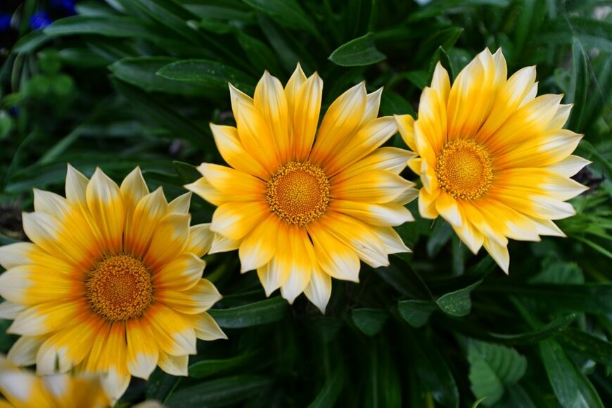 Vira Petriv/shutterstock.com