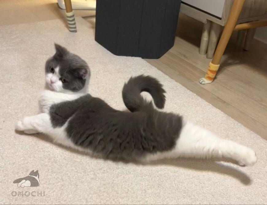 出所：@omochiomoching