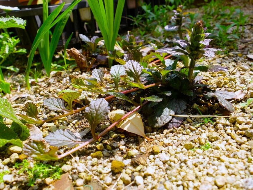 LIMOガーデニング部