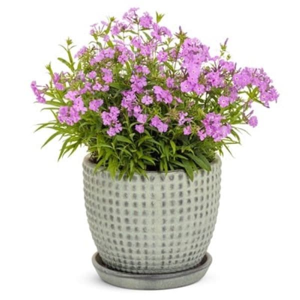 出所：PROVEN WINNERS（R）　フロックス オープニングアクト