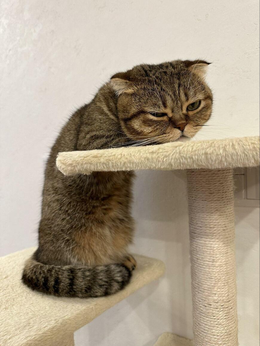 出所：@ponpokopontanu