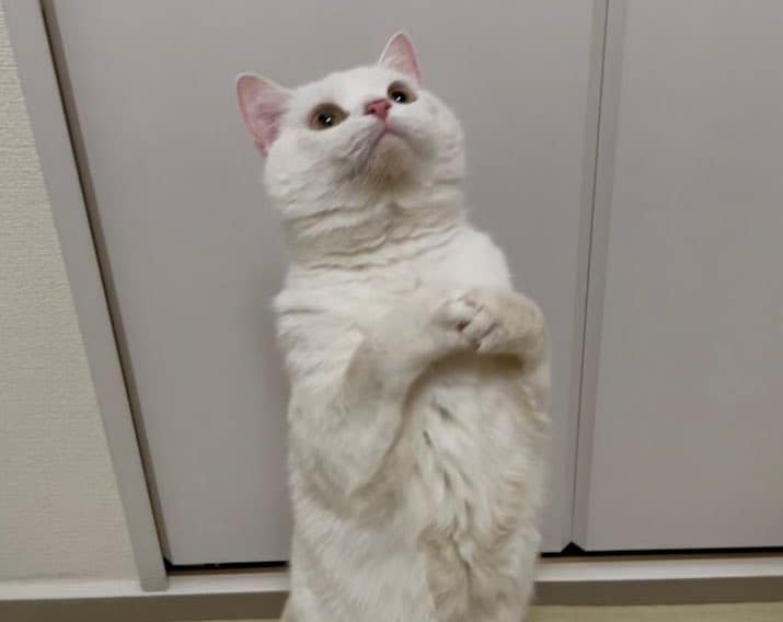 出所：@wataneko_tsuki