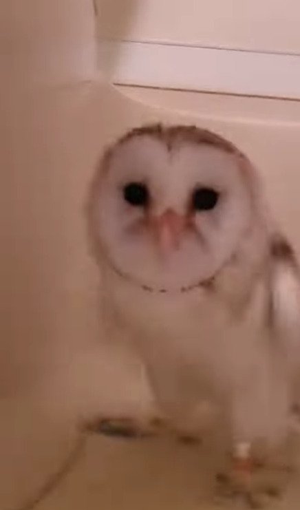 出所：@miki4wan108